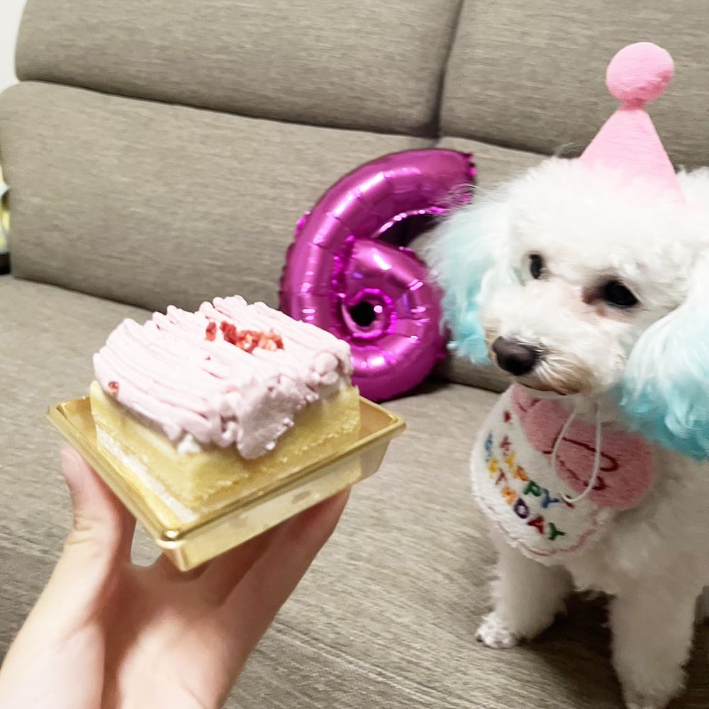 卒業犬ニベアちゃんの近況♪